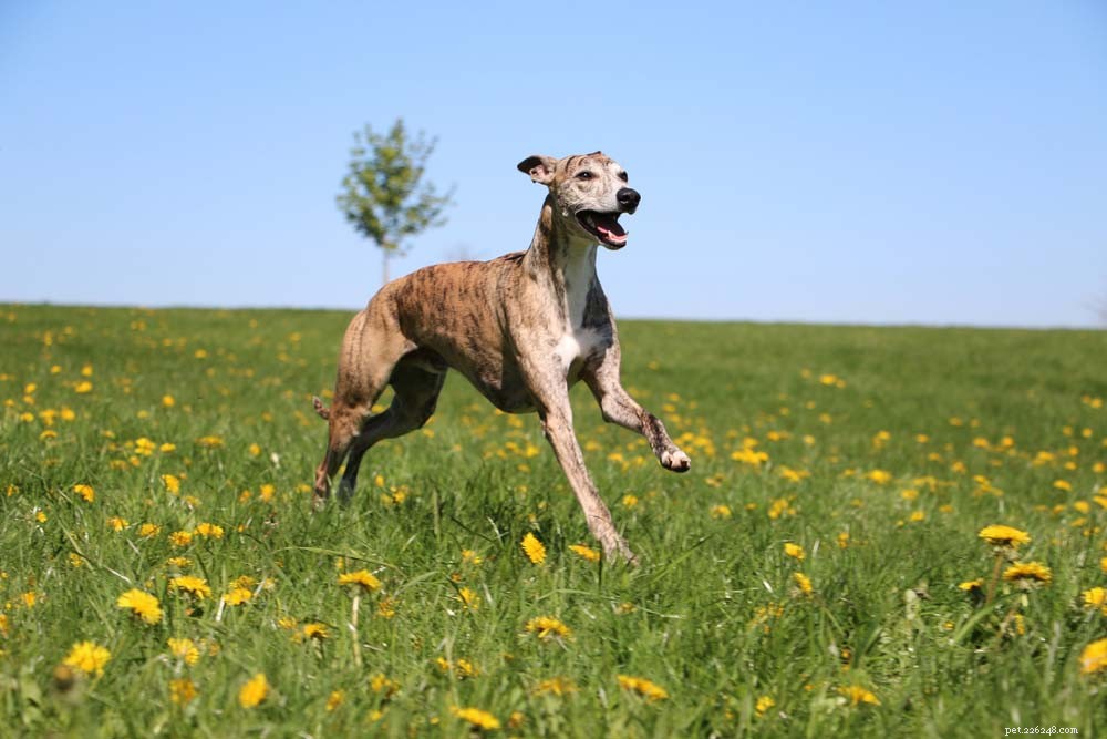 30 Long‑Lived Dog Breeds: The Healthiest Choices for Longevity