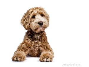 Designer Dogs Explained: Why They’re Popular and What to Know