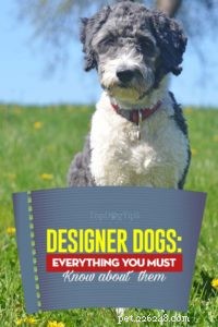 Designer Dogs Explained: Why They’re Popular and What to Know