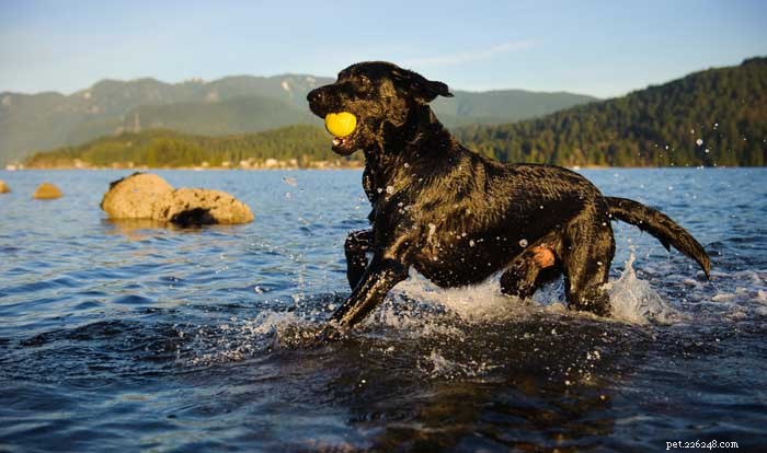 30 Elite Dog Breeds Proven for Shows, Agility, and Service