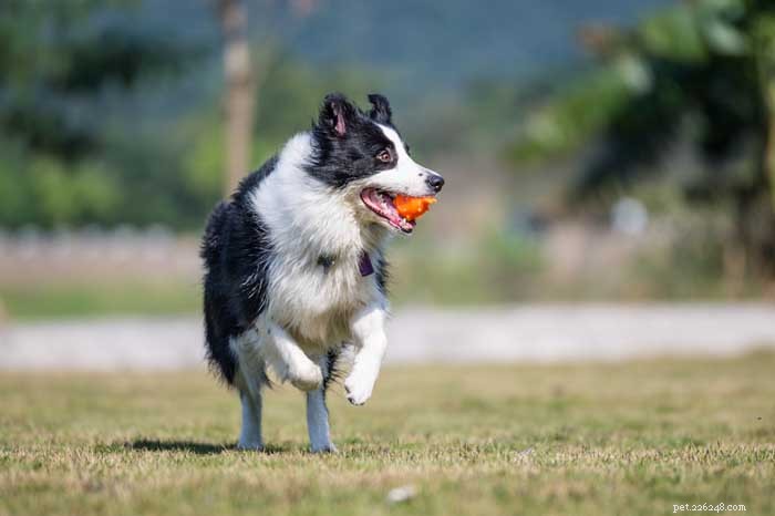 30 Elite Dog Breeds Proven for Shows, Agility, and Service