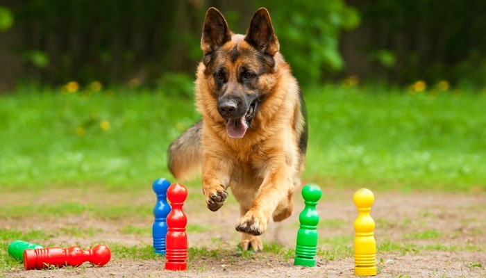 30 Elite Dog Breeds Proven for Shows, Agility, and Service