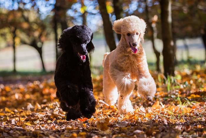 30 Elite Dog Breeds Proven for Shows, Agility, and Service
