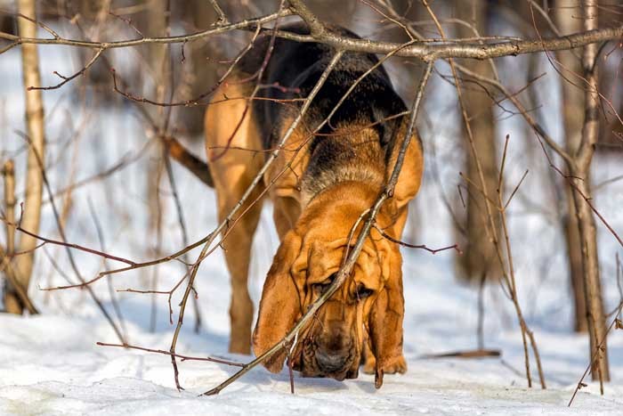 30 Elite Dog Breeds Proven for Shows, Agility, and Service