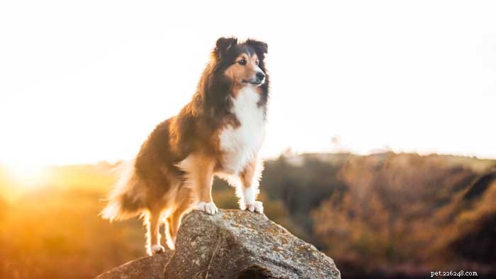 30 Elite Dog Breeds Proven for Shows, Agility, and Service