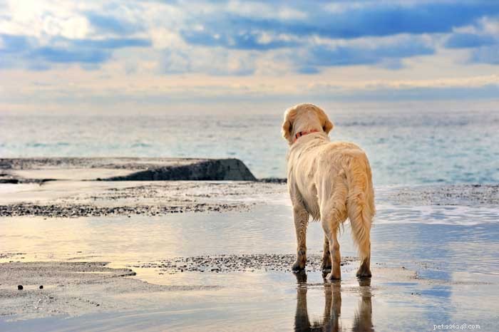 30 Elite Dog Breeds Proven for Shows, Agility, and Service