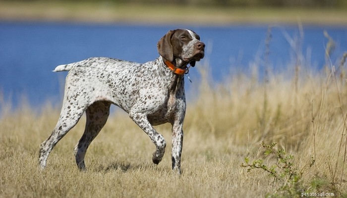 30 Elite Dog Breeds Proven for Shows, Agility, and Service