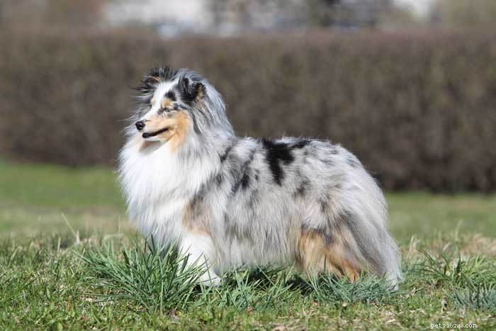 30 Elite Dog Breeds Proven for Shows, Agility, and Service