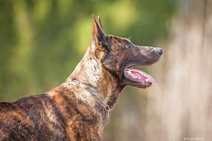 30 Elite Dog Breeds Proven for Shows, Agility, and Service