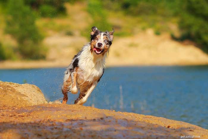 30 Elite Dog Breeds Proven for Shows, Agility, and Service