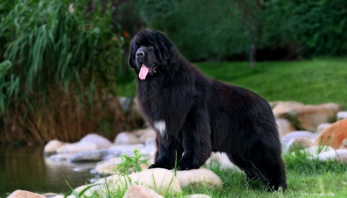 30 Elite Dog Breeds Proven for Shows, Agility, and Service