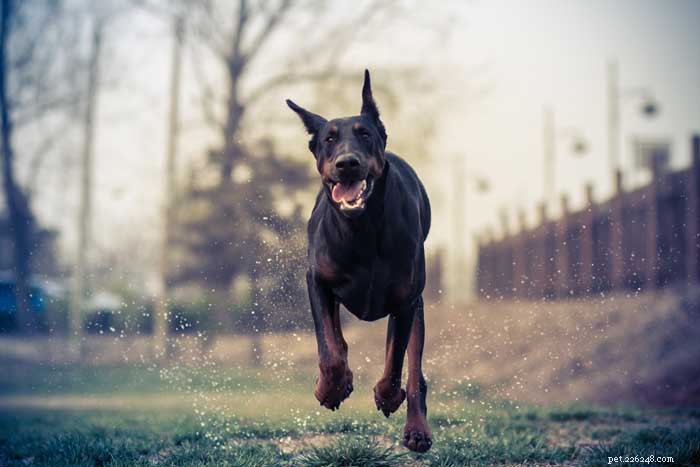 30 Elite Dog Breeds Proven for Shows, Agility, and Service