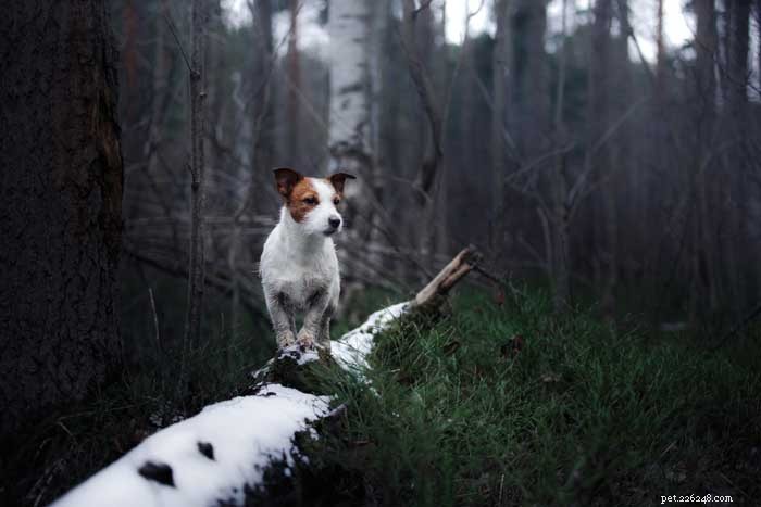 30 Elite Dog Breeds Proven for Shows, Agility, and Service