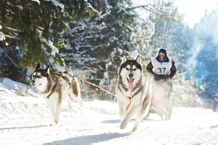 30 Elite Dog Breeds Proven for Shows, Agility, and Service