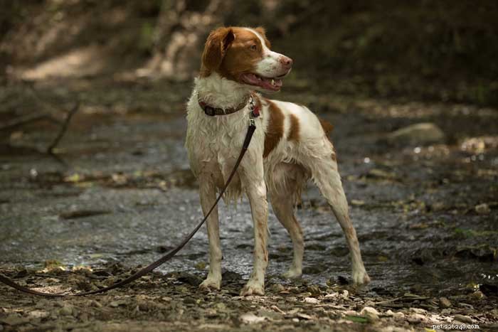 30 Elite Dog Breeds Proven for Shows, Agility, and Service