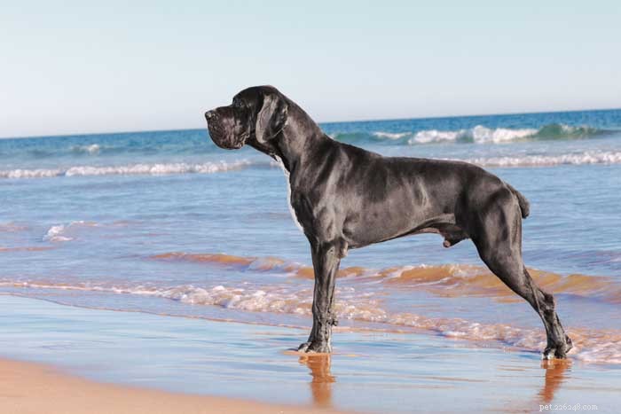 30 Elite Dog Breeds Proven for Shows, Agility, and Service