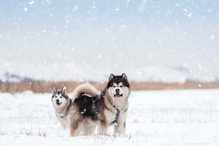30 Elite Dog Breeds Proven for Shows, Agility, and Service