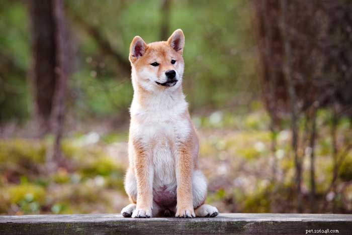 30 Elite Dog Breeds Proven for Shows, Agility, and Service