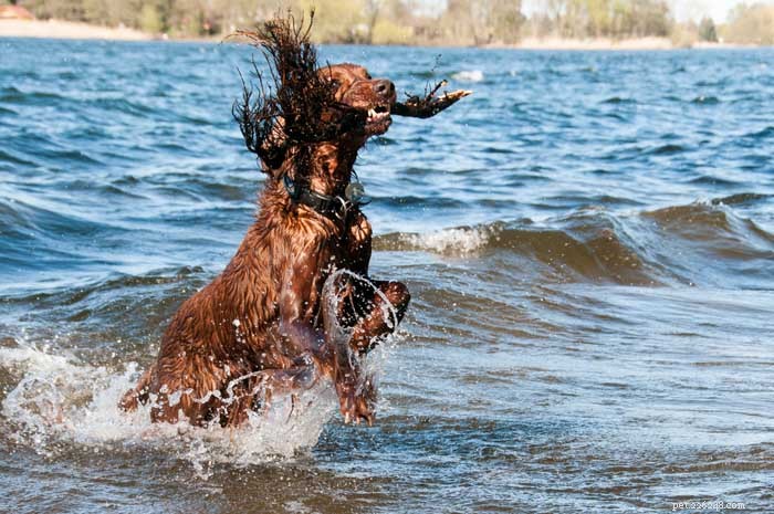 30 Elite Dog Breeds Proven for Shows, Agility, and Service