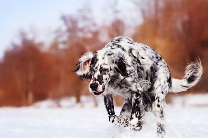 30 Elite Dog Breeds Proven for Shows, Agility, and Service
