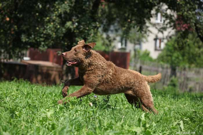 30 Elite Dog Breeds Proven for Shows, Agility, and Service