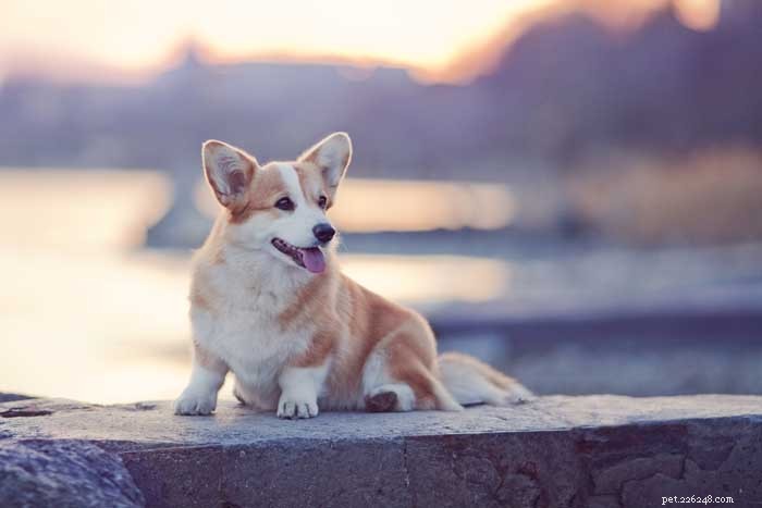 30 Elite Dog Breeds Proven for Shows, Agility, and Service