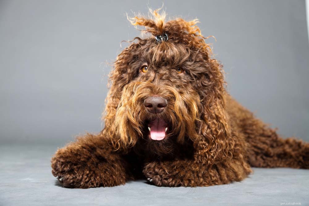 Top 20 Dog Breeds That Excel in Swimming – Your Ultimate Guide