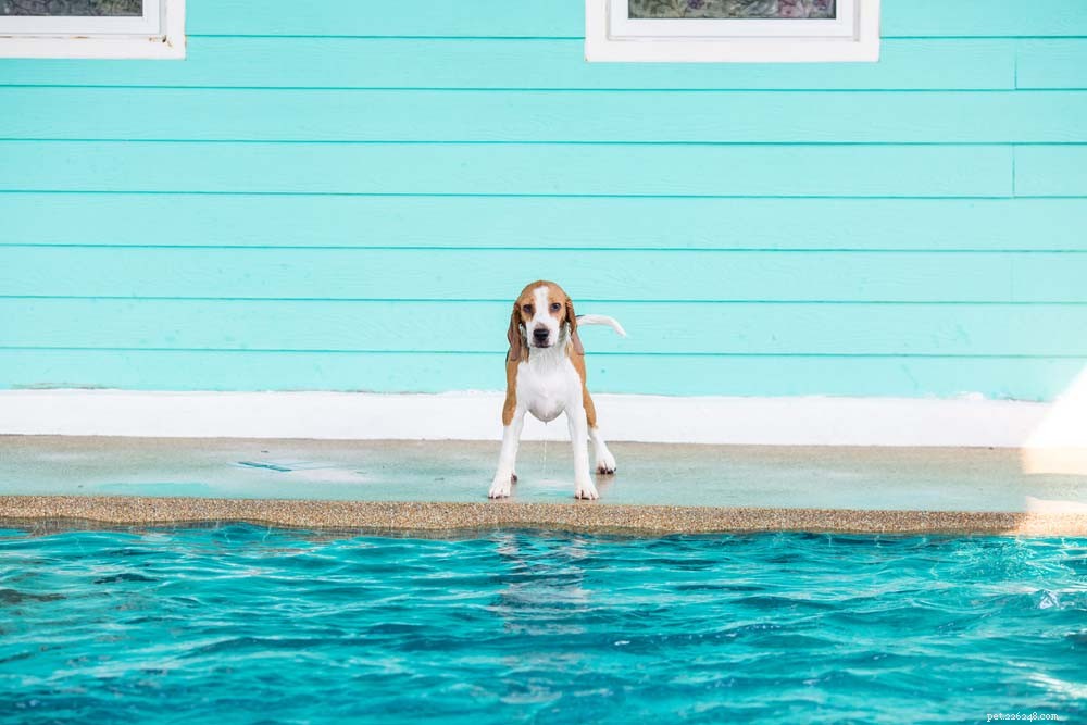 Top 20 Dog Breeds That Excel in Swimming – Your Ultimate Guide