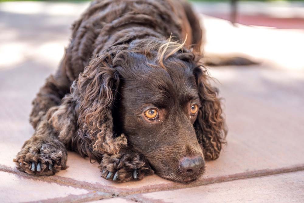 Top 20 Dog Breeds That Excel in Swimming – Your Ultimate Guide