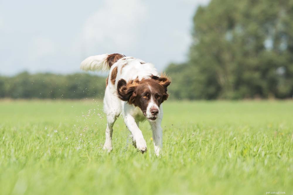 Top 20 Dog Breeds That Excel in Swimming – Your Ultimate Guide