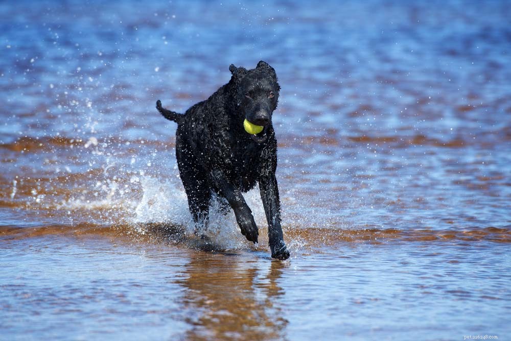 Top 20 Dog Breeds That Excel in Swimming – Your Ultimate Guide