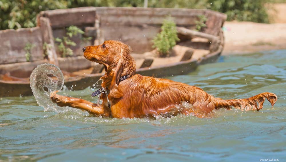 Top 20 Dog Breeds That Excel in Swimming – Your Ultimate Guide