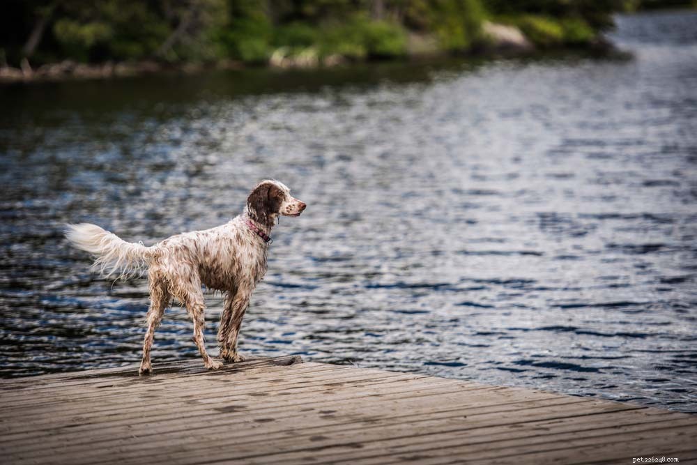 Top 20 Dog Breeds That Excel in Swimming – Your Ultimate Guide