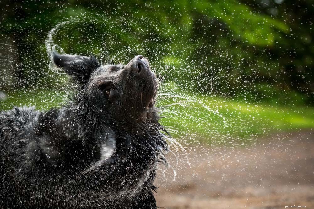 Top 20 Dog Breeds That Excel in Swimming – Your Ultimate Guide