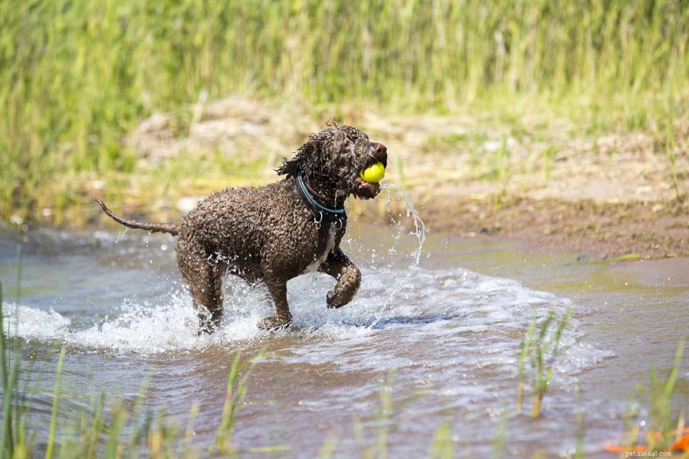 Top 20 Dog Breeds That Excel in Swimming – Your Ultimate Guide