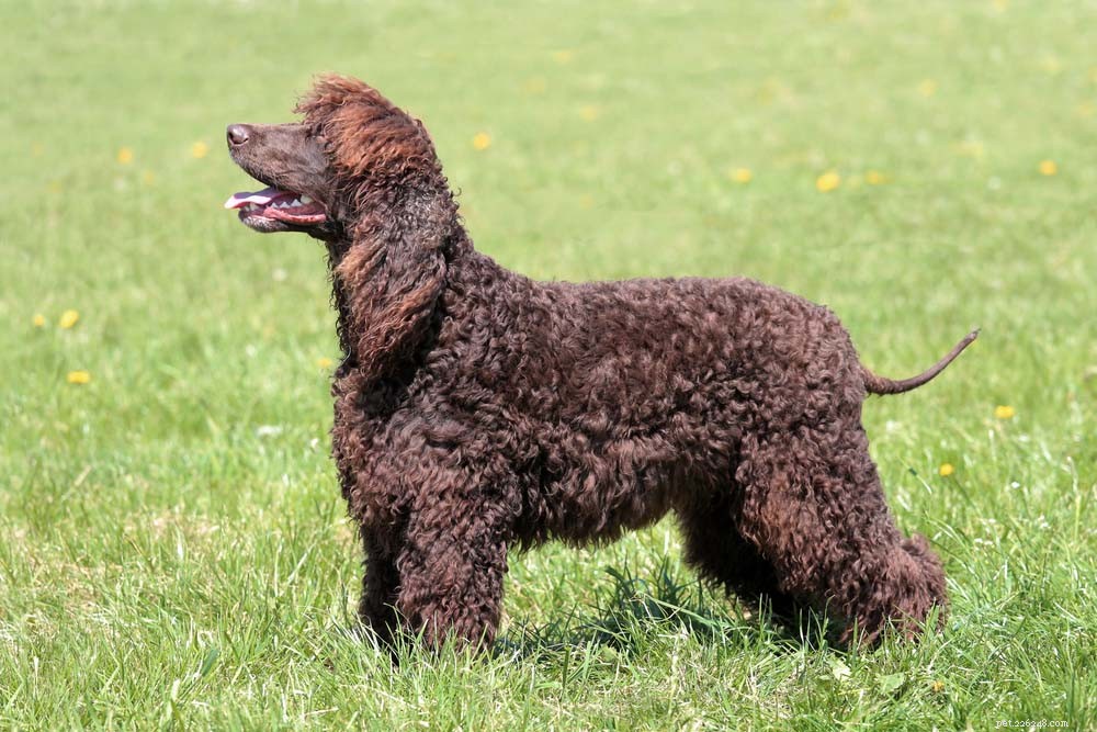 Top 20 Dog Breeds That Excel in Swimming – Your Ultimate Guide