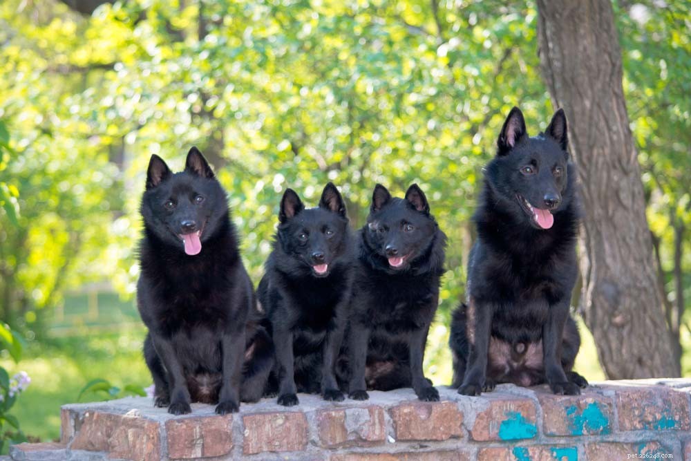 Top 20 Dog Breeds That Excel in Swimming – Your Ultimate Guide