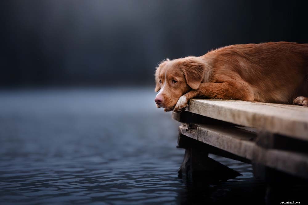 Top 20 Dog Breeds That Excel in Swimming – Your Ultimate Guide
