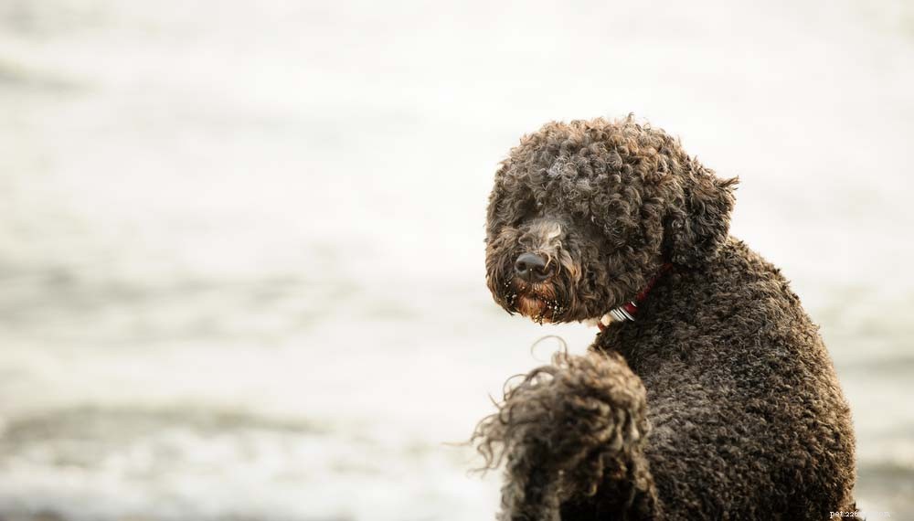 Top 20 Dog Breeds That Excel in Swimming – Your Ultimate Guide
