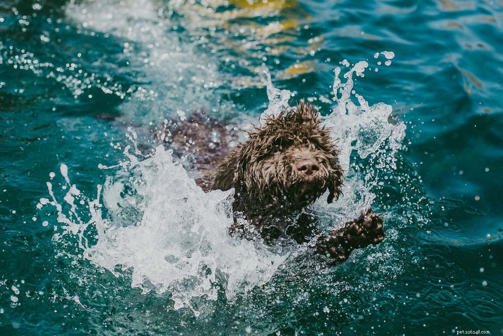 Top 20 Dog Breeds That Excel in Swimming – Your Ultimate Guide