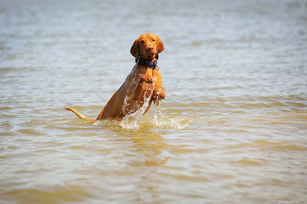 Top 20 Dog Breeds That Excel in Swimming – Your Ultimate Guide