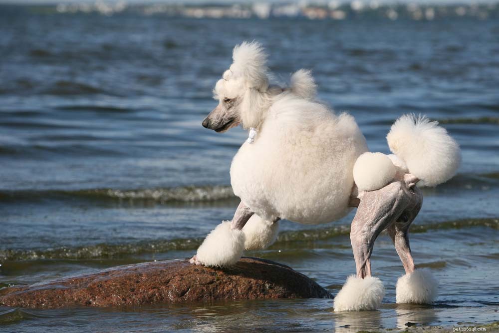 Top 20 Dog Breeds That Excel in Swimming – Your Ultimate Guide