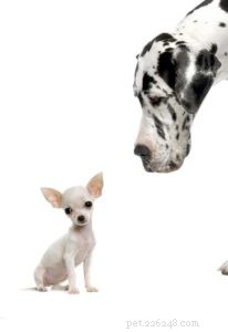 The 30 Smallest Dog Breeds: Find Your Perfect Tiny Companion