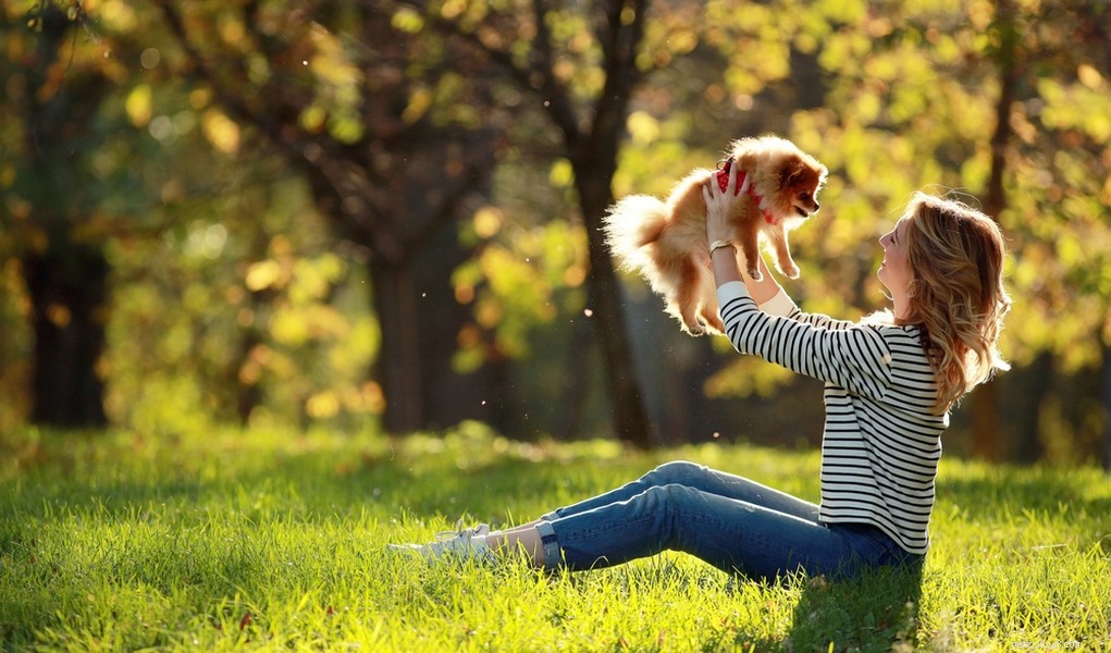 The 30 Smallest Dog Breeds: Find Your Perfect Tiny Companion