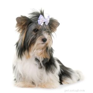 The 30 Smallest Dog Breeds: Find Your Perfect Tiny Companion