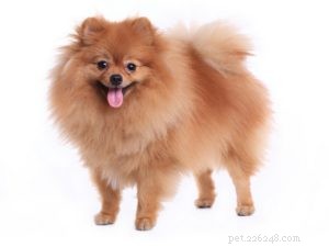 The 30 Smallest Dog Breeds: Find Your Perfect Tiny Companion