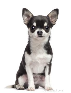 The 30 Smallest Dog Breeds: Find Your Perfect Tiny Companion