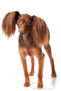The 30 Smallest Dog Breeds: Find Your Perfect Tiny Companion