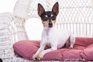 The 30 Smallest Dog Breeds: Find Your Perfect Tiny Companion