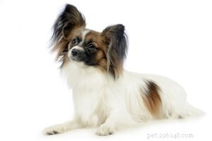 The 30 Smallest Dog Breeds: Find Your Perfect Tiny Companion